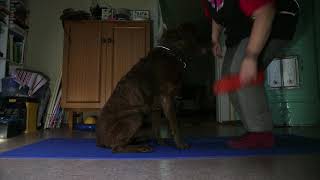 Chesapeake bay retriever Venla -  apport training, shaping the picking up dummy and deliver to hand