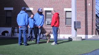 Ranger takes his final CGC test at PAWS Prison Program!