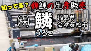 錦鯉の生産と販売  株式会社｢鱗うろこ ｣のハウス 2022.6.26