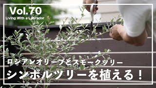 Vlog【ラブラドールとの暮らし】スモークツリーとロシアンオリーブを植えました！