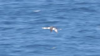 2025年1月20日 ハシジロアビ 飛翔 Yellow-billed Loon