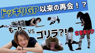 【ゴリラ⁉︎】気配斬り中に相手がおサルに変わってるドッキリ【ドッキリGP/もーりー】