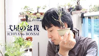 What I bought at the Shuga bonsai exhibition + the good points of plum bonsai