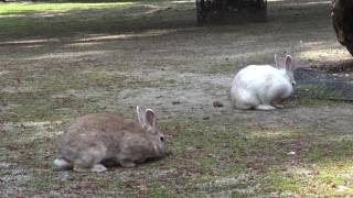 海ノ中道海浜公園　動物の森　うさぎ