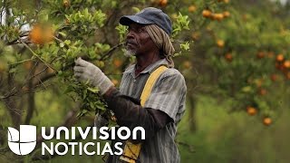 Agricultores se ausentan de sus puestos de trabajo por miedo a redadas migratorias