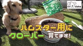 モカとハムスター用にクローバーの種まき