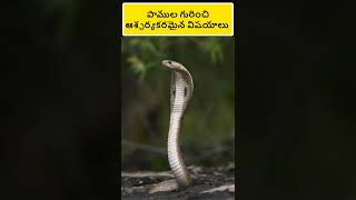 😯 top 10 amazing facts about snakes || unknown facts || interesting facts || ⚡ Telugu Facts Lovers