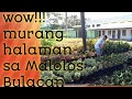 MURANG HALAMAN SA MALOLOS BULACAN