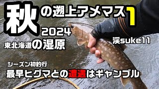 秋の遡上アメマス2024 東北海道の湿原1【渓流釣り】最早ヒグマとの遭遇はギャンブル