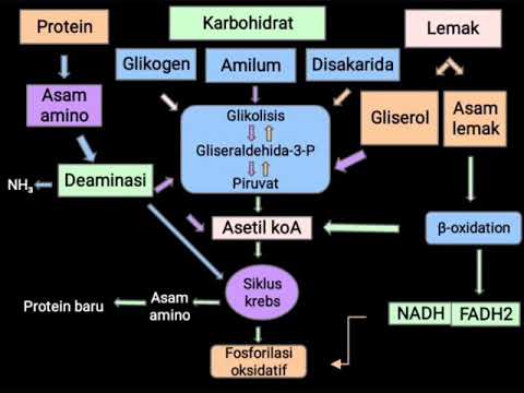 Jalur Metabolisme Karbohidrat, Protein, Dan Lemak - YouTube