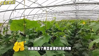 小苏打喷在蔬菜叶面上，几乎不花钱，防虫增产又提质！