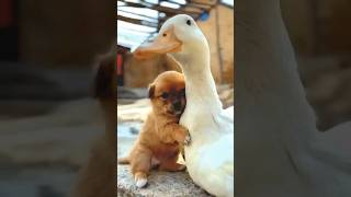 Cute puppy and a duck adorable moments #dog #duck #puppy #cuteanimals #cutedog #cutepuppy #ducks