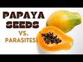 Parasites in Your Gut? Discover the Miraculous Papaya Seeds Solution!