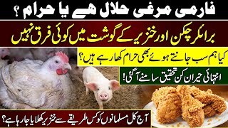 Kia Chicken Halal Hai? How Broiler Chickens are Produced Watch Shocking Facts About Chicken Usage