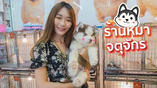 VLOG #13 ร้านหมา จตุจักร น้องหมามาใหม่น่ารักๆ เฟรนช์บูลด็อก บีเกิล ไซบีเรียนฮัสกี