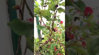 🌱🌱மாடி தோட்டத்தில் mulberry செடி வளர்ப்பு | maadi thootam 🍀