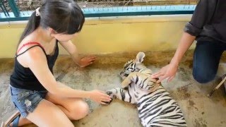 Chiang Mai Sleepy Tiger Cub. 清邁虎崽