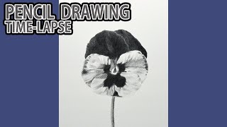 [鉛筆画タイムラプス] 1時間10分で描くリアルなパンジーの花のメイキング | Pencil Drawing Time Lapse