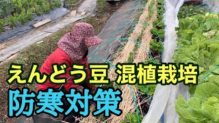 【混植栽培】野菜を守る！防寒対策