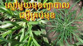 គ្រាន់តែស្មៅមួយមុខ ព្យាបាលជំងឺជាសះស្បើយ  ច្រើនមុខ ពិសេសមែនទែន#health#health