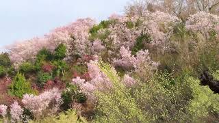 花見山の季節がやってきた　2023.3.27