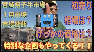 【子牛市場結果】宮城県子牛市場　1月市場　市場結果速報