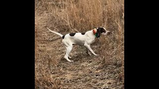 Elhew Pointer Pup on Quail