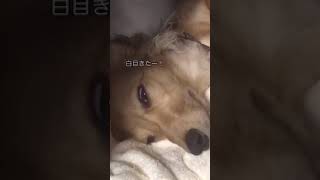 ゆっくり白目をむく眠い犬【ダックスフンド】#shorts