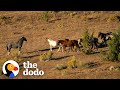 Woman Spends Over A Year Trying To Find Wild Horse And All Of His Mares And Babies | The Dodo