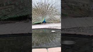 今日の孔雀20230627④（peacock・मोर）#Shorts