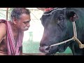 കോട്ടാങ്ങൽ രാധാകൃഷ്ണ പണിക്കരുടെ  മാധവൻ kerala animals animalshorts virelvideo kottangal