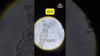 DIY Microscope for UNDER $5?! See Microbes LIVE!