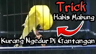 Mengatasi Bulu Kenari Rontok Tiba2, Habis mabung Eh Mabung Lagi