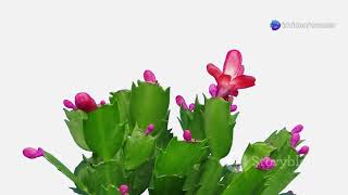 Unveiling the Queen of the Night: A Floral Mystery- Significance of the Queen!