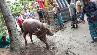 কি ভয়ঙ্কর মহিষ  লাফালাফি করে এলাকা কাঁপিয়ে দিল