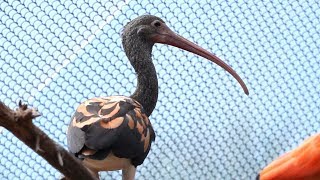 Young Scarlet Red Ibis