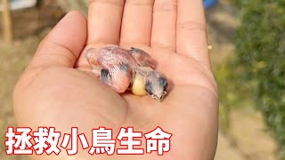 小夥撿到被遺棄的鳥蛋，為了小傢伙看到世界，親手將其孵化餵食【蒙面鳥哥】