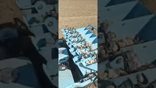 self driven garlic planter garlic seeder using report farmer use garlic seeding machine plant garlic