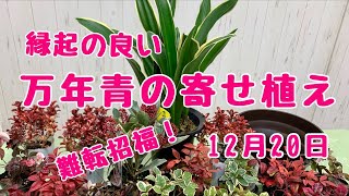 お正月の寄せ植え【プランツギャザリング】縁起の良い万年青と南天を使って