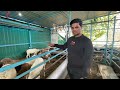 ಕುರಿ ಸಾಕಬೇಕಾ ಹೆದರಬೇಡಿ how to start kuri farm in karnataka kuri shed sheep farm in kannada