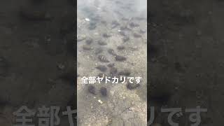 マジか!?貝だと思ったら全てヤドカリだった時の衝撃 #Shorts