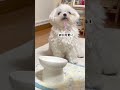 食いしん坊な犬が可愛すぎる dog maltese マルチーズ 可愛い犬