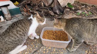 They was cute And happy after see their food