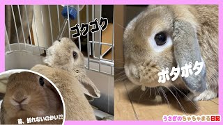 変な水の飲み方をするウサギ!!うさぎのちゃちゃまる日記＠418