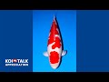 Koi Talk | Appreciation | Dainichi Kohaku AJKS 2016 Grand Champion