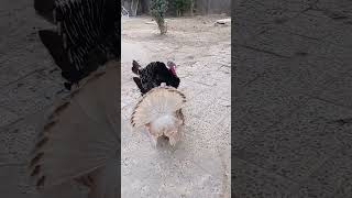 Turkey breedingصوت الديك الرومي chicken