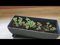 초보가드너lv.1의 애완식물소개 gardening beginners plant