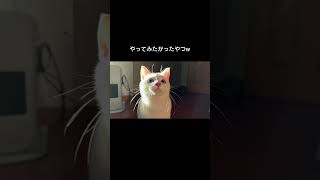 やってみたかったやつ　#猫のいる暮らし #ねこ　#猫 　#元野良猫 #shorts #shortvideo #cat #cats #cute #白猫