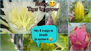 My dragon fruit journey // ఇంట్లో డ్రాగన్ ఫ్రూట్ ని ఎలా పెంచాలి