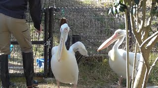 モモイロペリカン　ペリくんとカンちゃん　【のんほいパーク】